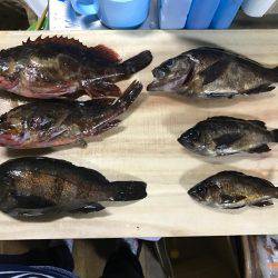 ナイトガシリング&朝まずめメバリング