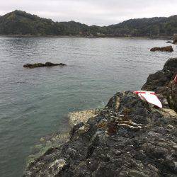 湯浅カルモ島で歳なしチヌ