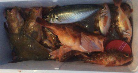 福井県小浜からの五目釣り