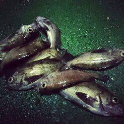 プラッキング メバル