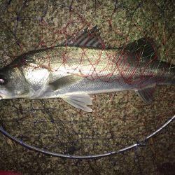 バイブレーションでシーバス