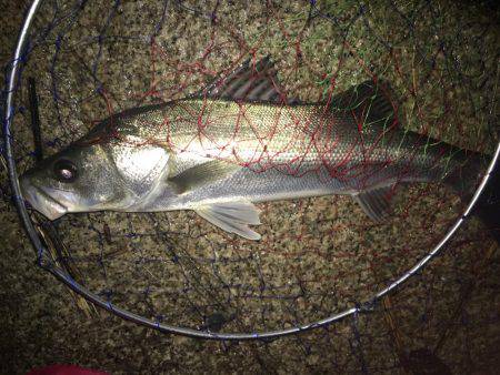 バイブレーションでシーバス