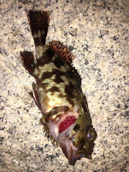 久々メバリング