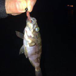 メバリング楽しいー!