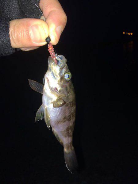 メバリング楽しいー!