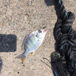 紀ノ川チヌ終了？