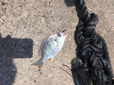 紀ノ川チヌ終了？