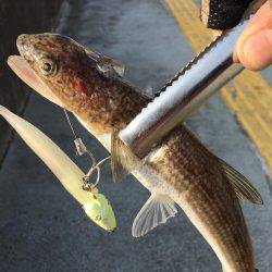 サゴシねらいからの〜