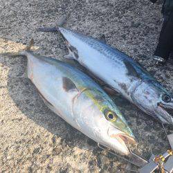 ハマチ&サゴシボイル