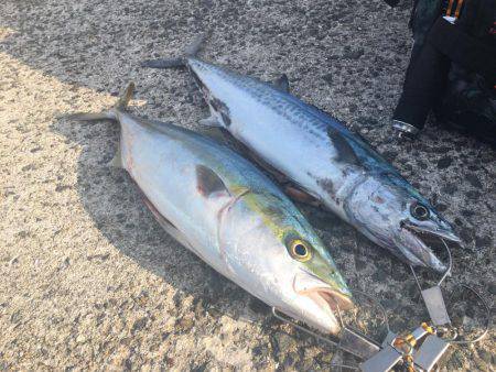 ハマチ&サゴシボイル