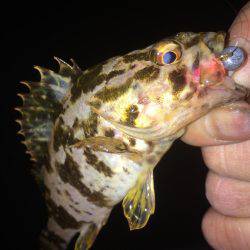 結構釣れました