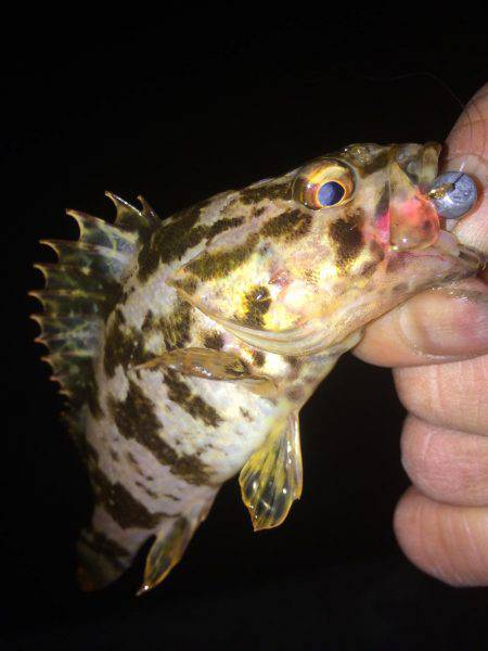 結構釣れました