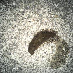 メバリング&ガシリング