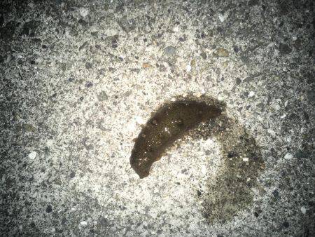 メバリング&ガシリング