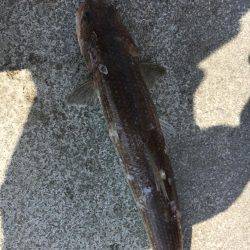 和歌山遠征ライトショアジギング！