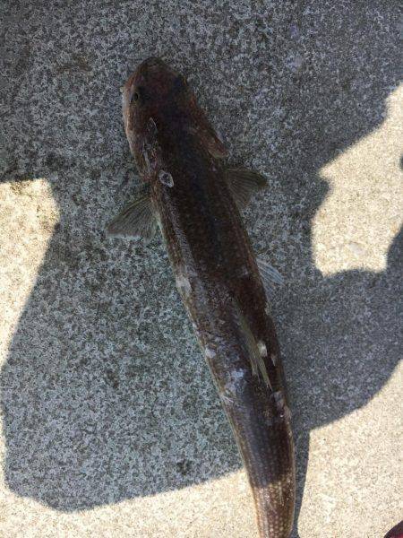 和歌山遠征ライトショアジギング！