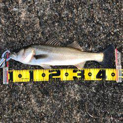 エビ撒きのハネ好調!