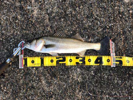 エビ撒きのハネ好調!