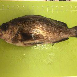 メバリング紀行