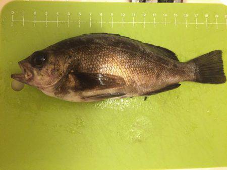 メバリング紀行