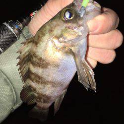 漁港にてメバリング