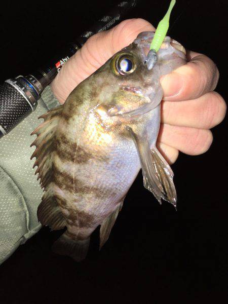 漁港にてメバリング