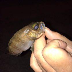 雨の次の日！！メバリング