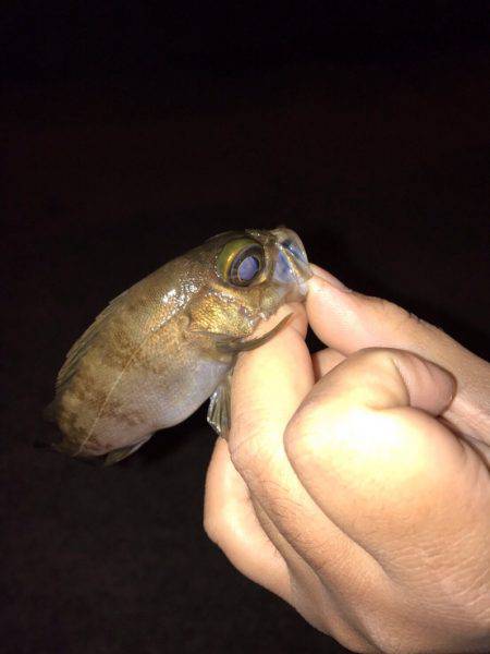 雨の次の日！！メバリング