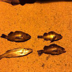 ナイトフィッシング(メバリング)