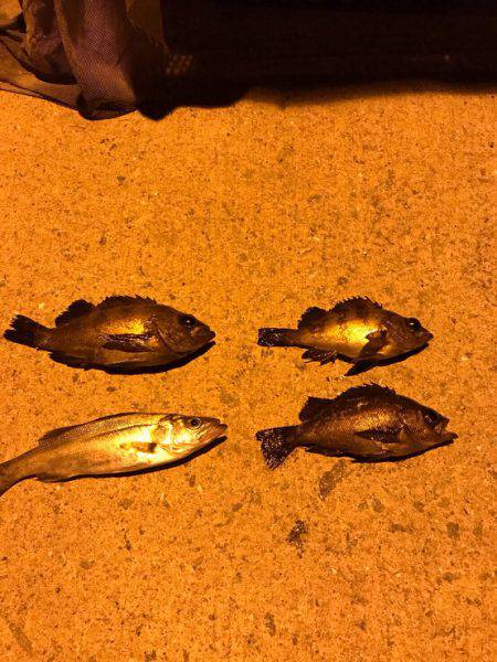 ナイトフィッシング(メバリング)