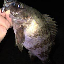 メバリング好調です