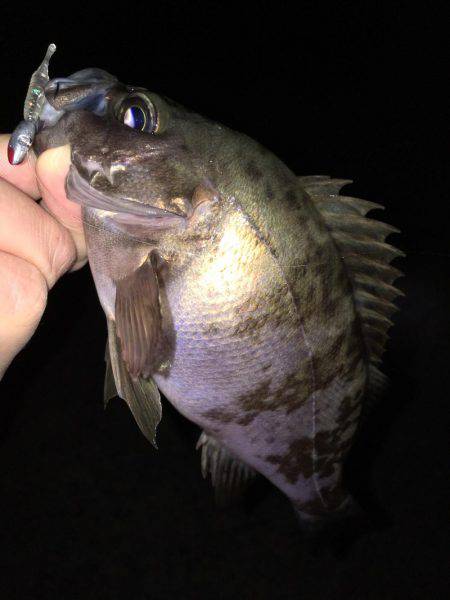 メバリング好調です