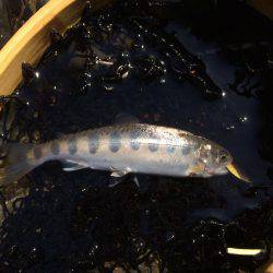 秋川渓流ルアー