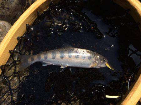 秋川渓流ルアー