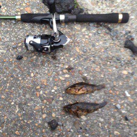 またまた‥メバリング行って来ました！