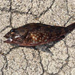 初チヌーーーーーー