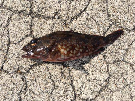 初チヌーーーーーー