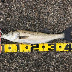 南港でエビ撒き！良型チヌも‼︎