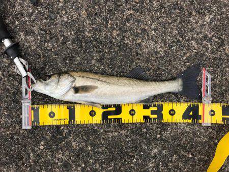 南港でエビ撒き！良型チヌも‼︎