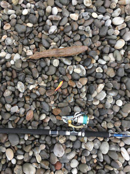 エソ3匹 煙樹ヶ浜