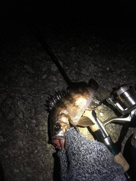 強風メバリング