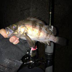 ガシリンクからのメバリング