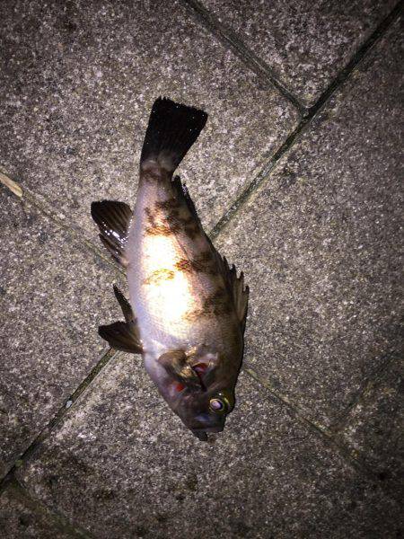 アジ探しメバリング