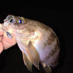 ナイトゲーム メバリング