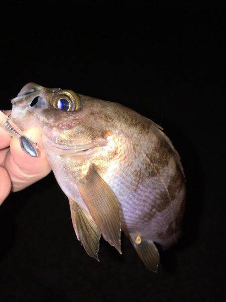 ナイトゲーム メバリング