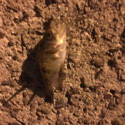 姫路でメバリング