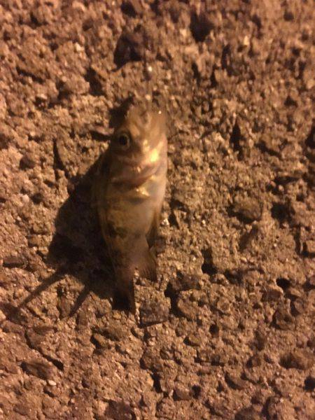 姫路でメバリング