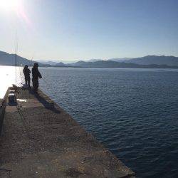 サゴシとエソフェスタ