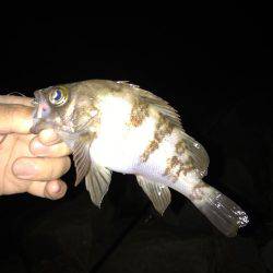 大潮大満足釣行！！昨日に引き続き大潮メバリング！！