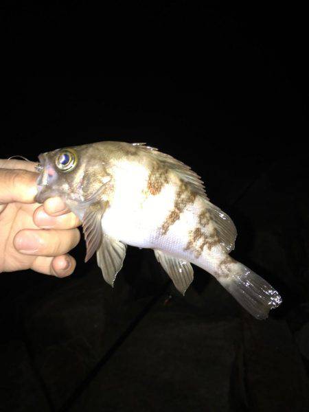 大潮大満足釣行！！昨日に引き続き大潮メバリング！！